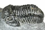 Detailed Gerastos Trilobite Fossil - Morocco #363943-3